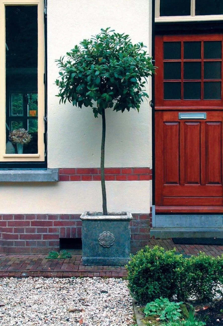 "Tudor Rose Urn Stone Garden Planter – STATUES & SCULPTURES Elegant Outdoor Decor"